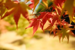 もみじ公園②