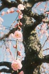 梅