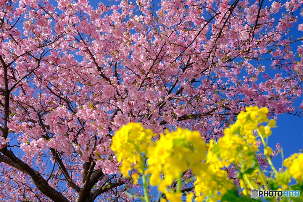 河津桜&菜の花