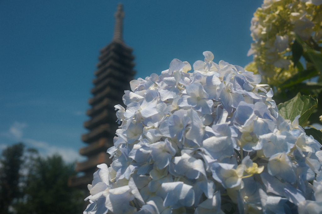 紫陽花と塔