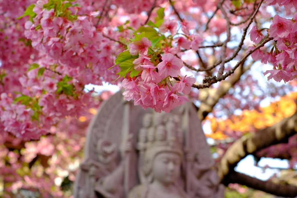 河津桜②
