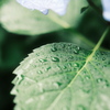 梅雨だね〜