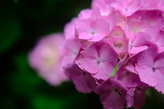 紫陽花①