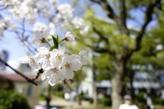 靭公園の桜③