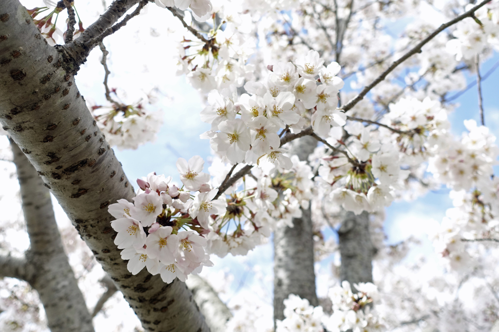 おの桜づつみ回廊①