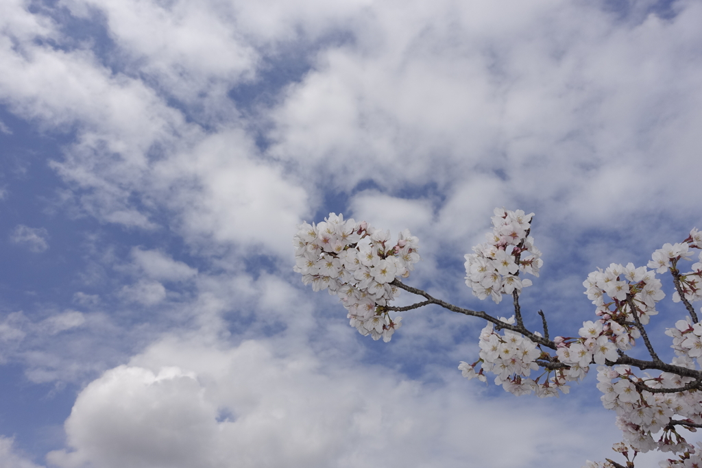 おの桜づつみ回廊②