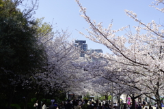 靭公園の桜①