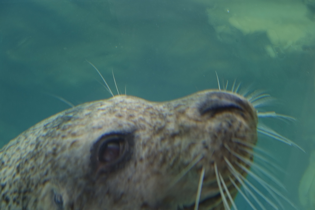 京都水族館