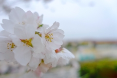 背割堤
