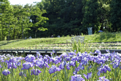 長居公園②