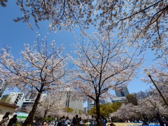 靭公園の桜②