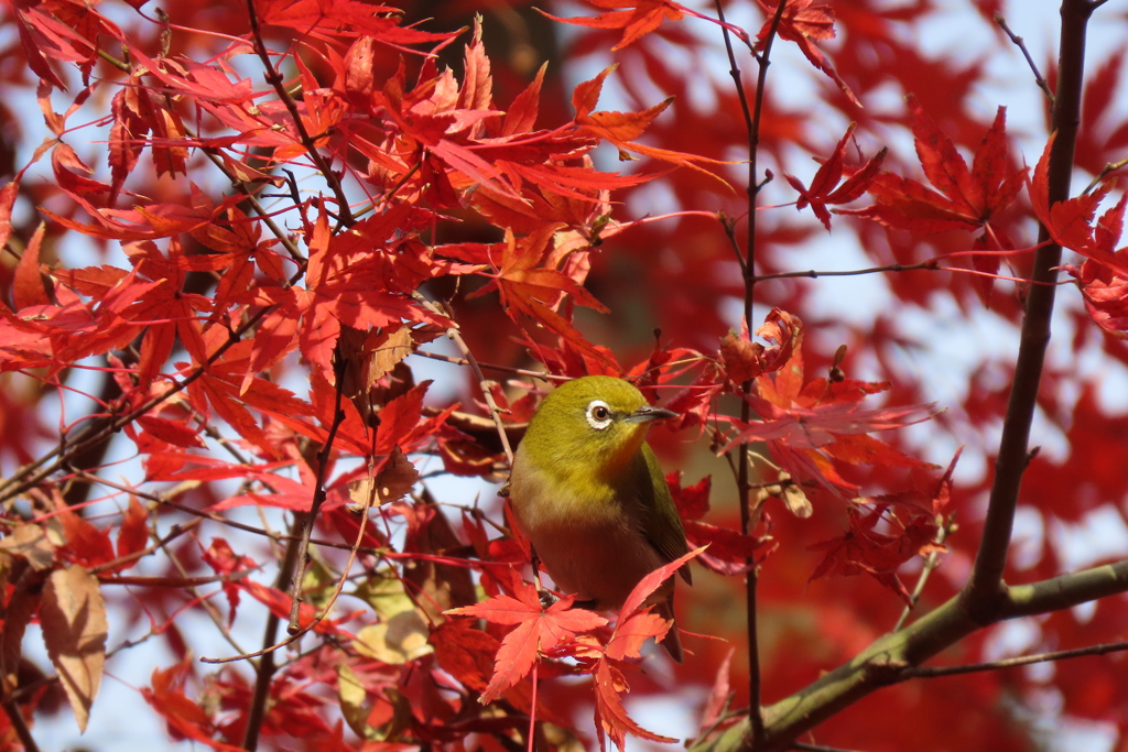 紅葉とメジロ