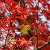 紅葉とメジロ