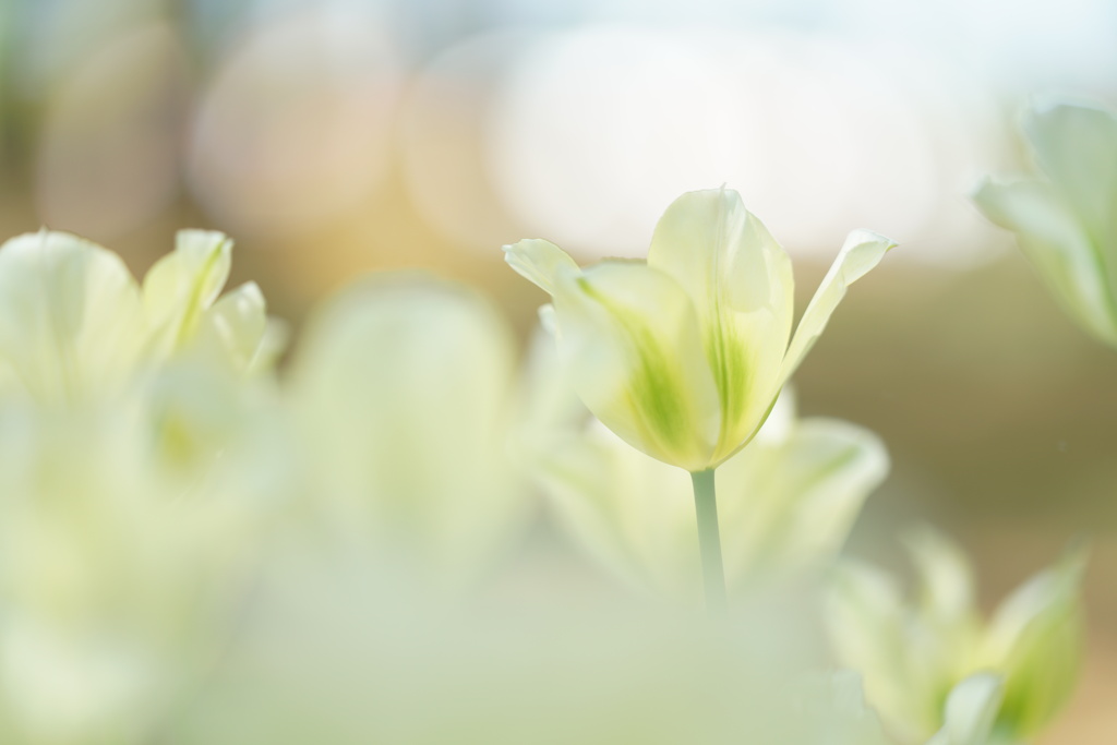 静かな春のみどりいろ