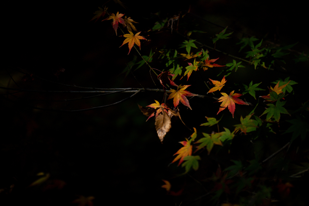 紅葉
