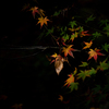 紅葉