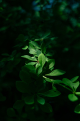 緑
