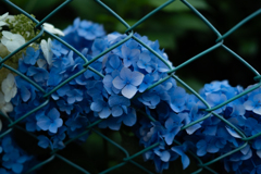 紫陽花