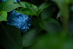 紫陽花