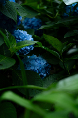 紫陽花