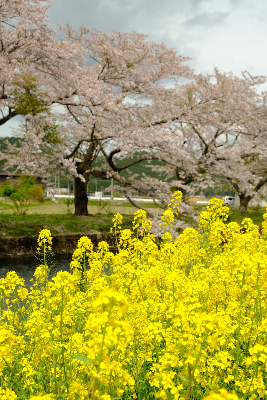 菜の花