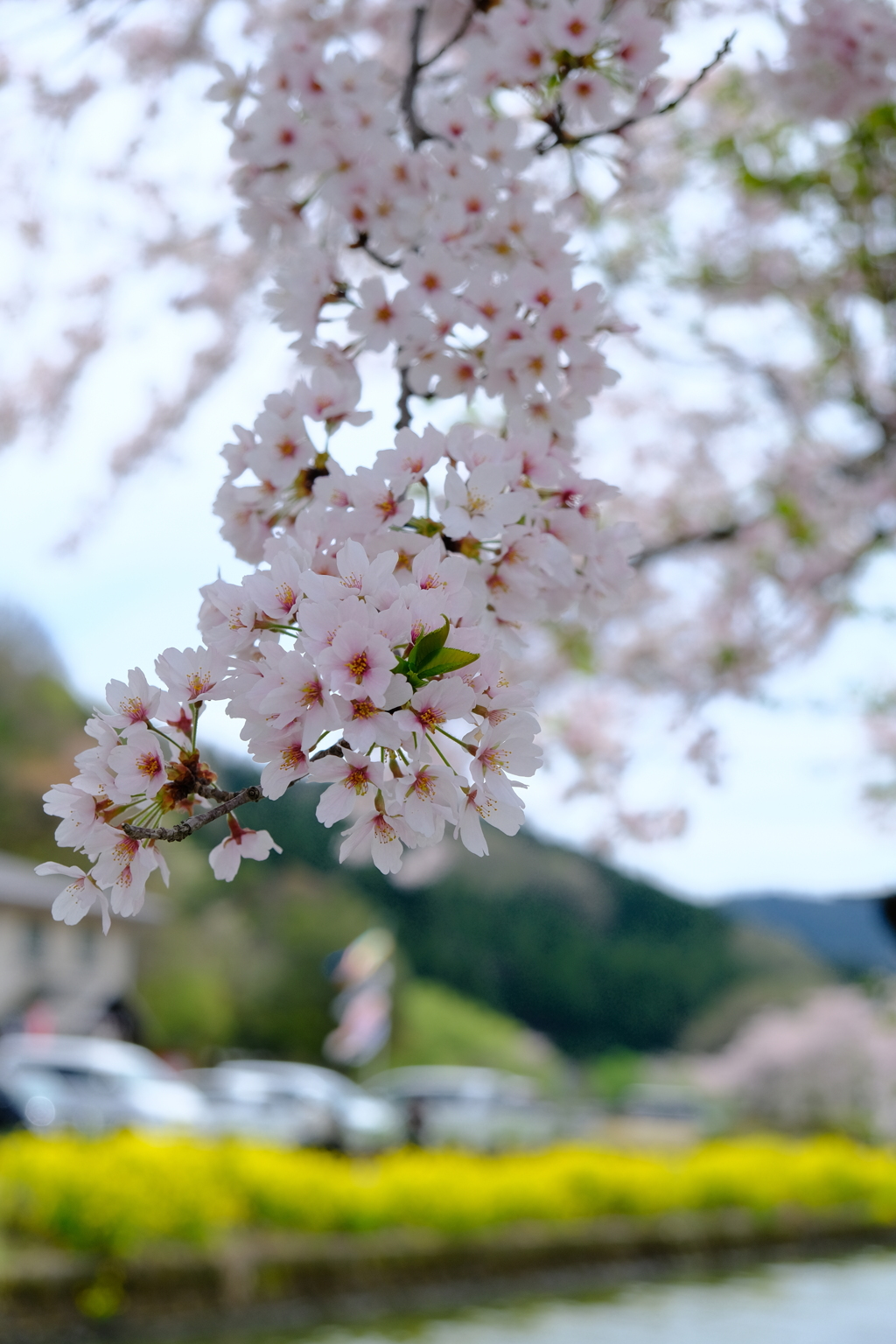 さくら