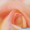 秋薔薇　ピース