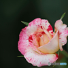 夏薔薇　カミュピサロ