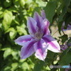 クレマチス　ドクターラッヘル
