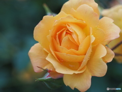 雨の薔薇園