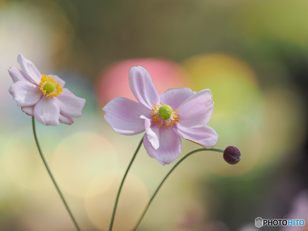 秋花　秋明菊