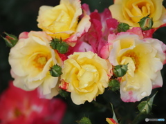 雨の薔薇園