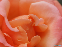 雨上がりの薔薇園