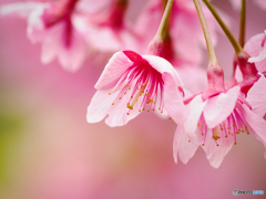 河津桜