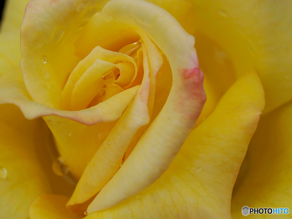 雨上がりの薔薇園