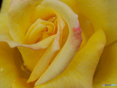 雨上がりの薔薇園