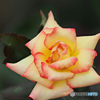 夏薔薇　チャールストン