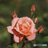 冬薔薇　フェイバリット