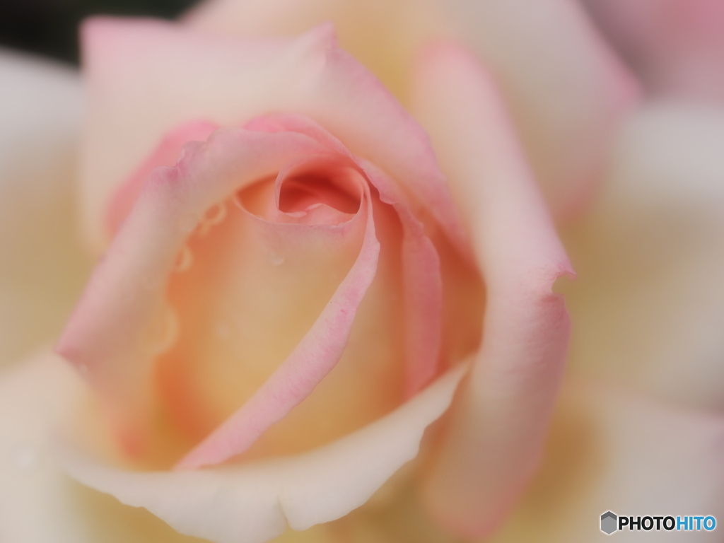 秋薔薇　ピース