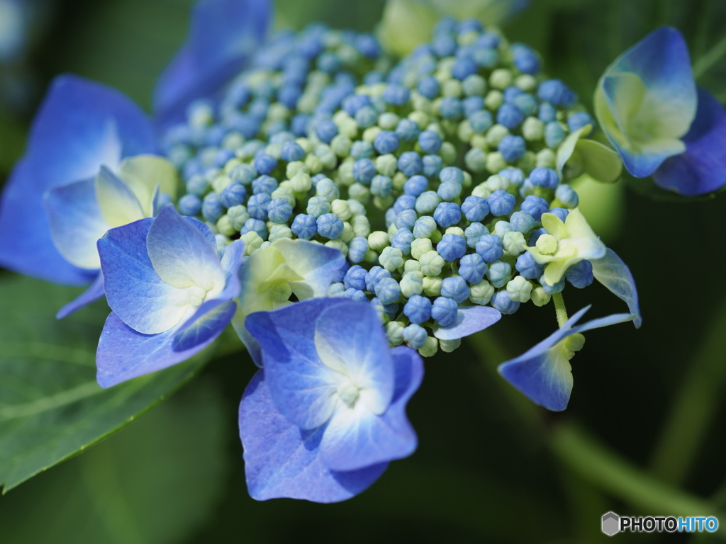 紫陽花の季節