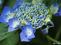 紫陽花の季節