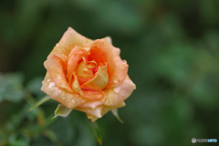 雨上がりの薔薇園