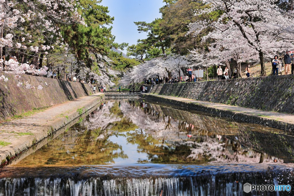 水辺の春景色