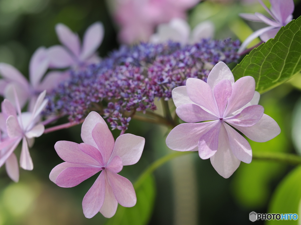 額紫陽花