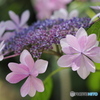 額紫陽花