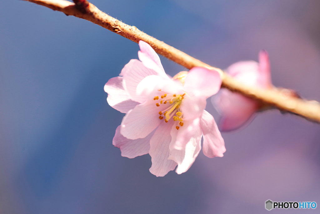 十月桜