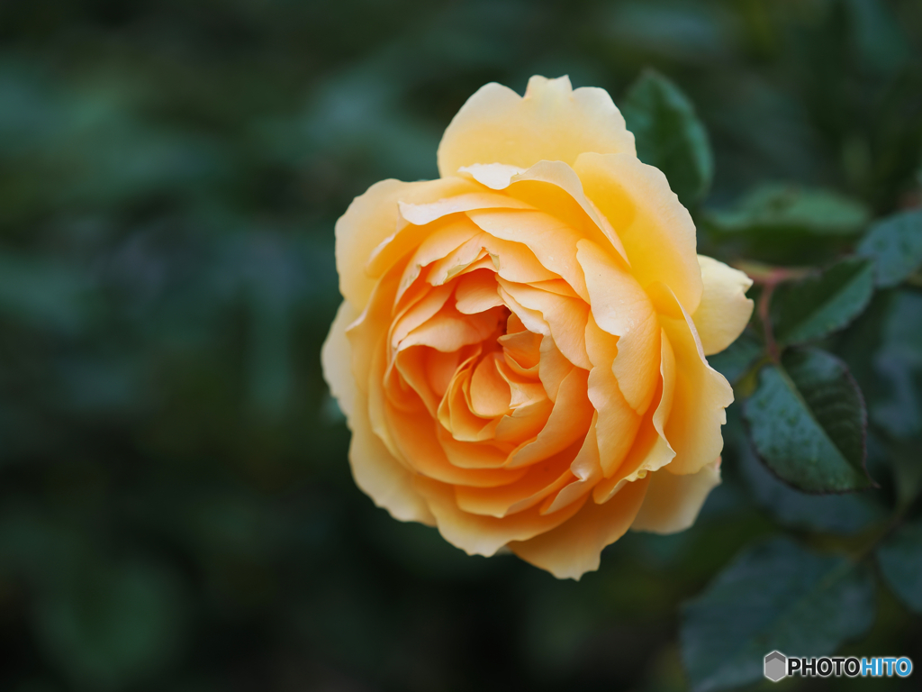 冬薔薇 アンバークィーン