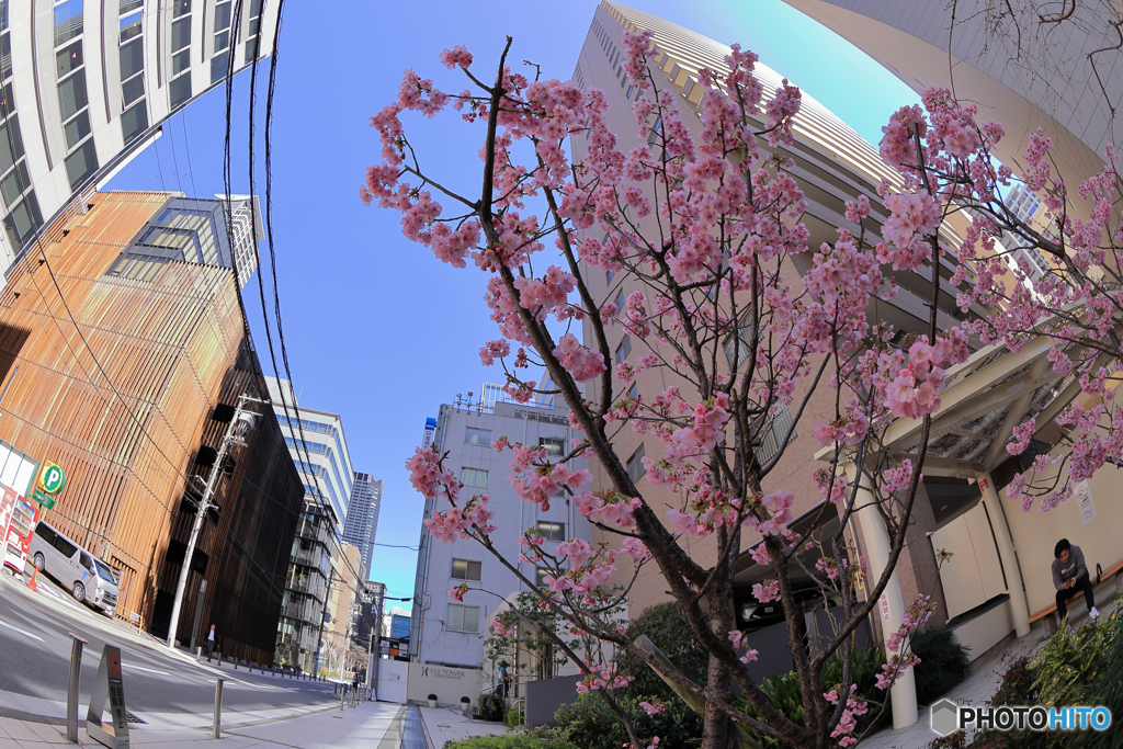 河津桜の開花