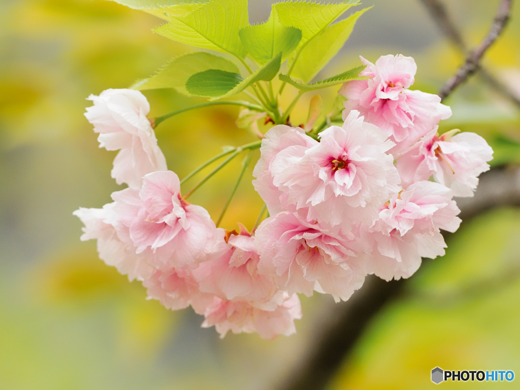 八重桜