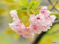 八重桜